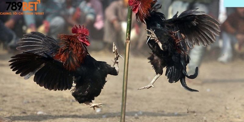 Đá Gà 3 Mẹo chơi gà đá 789Bet để luôn giành chiến thắng